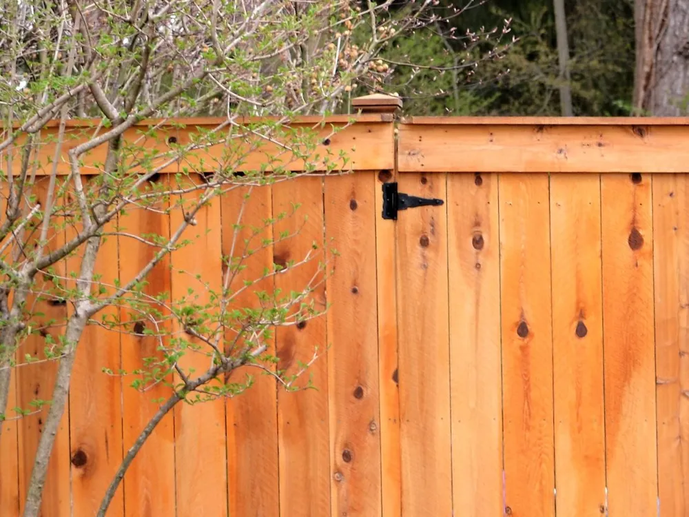 Cedar privacy fence with a gate