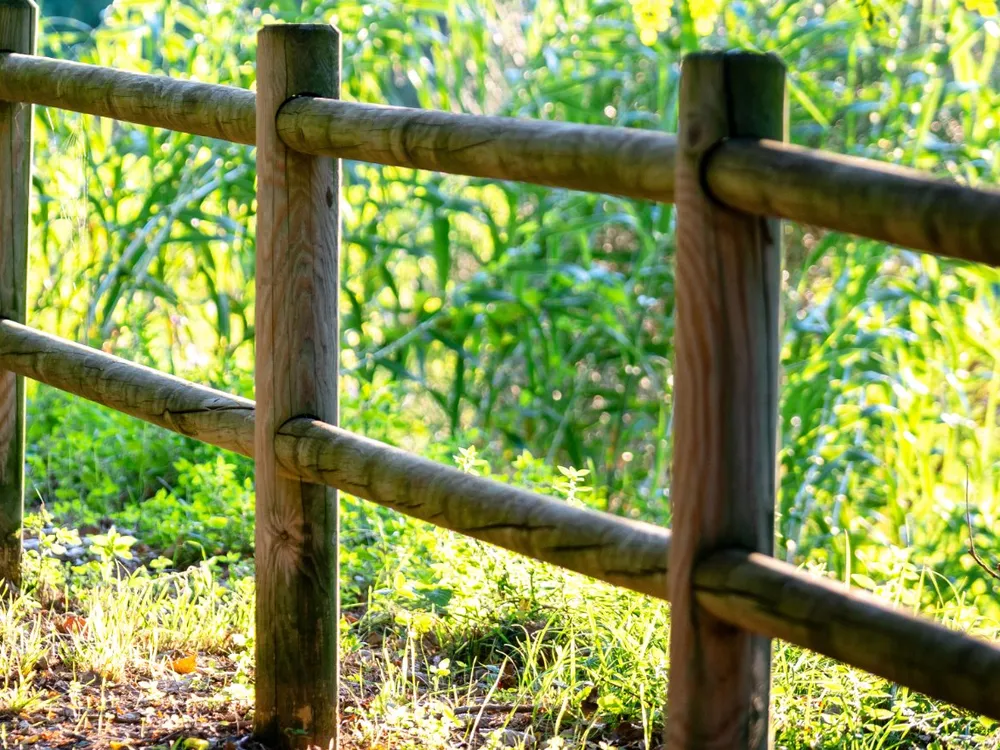 Wood rail fence along a cornfield